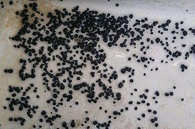 反應黑色顆粒分析
